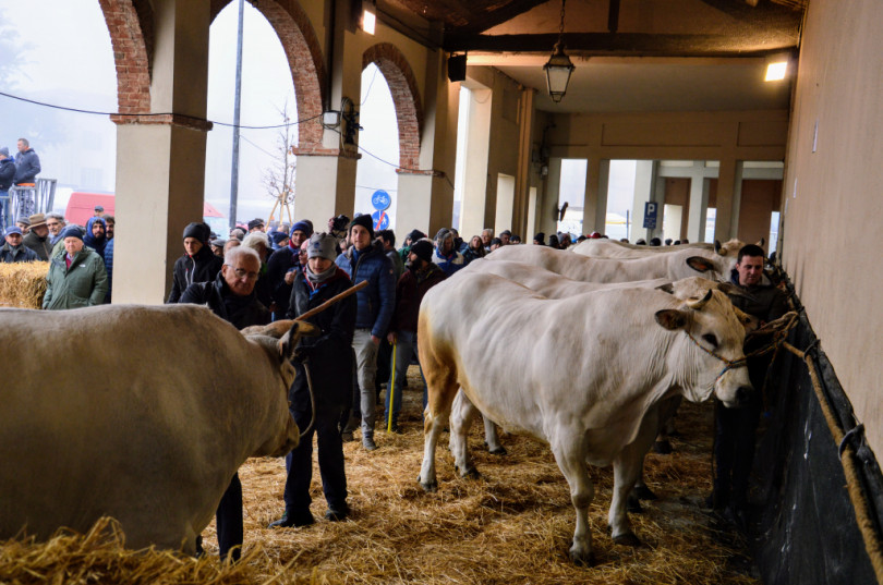 A Gino e Giacu i premi più ambiti della Fiera del Bue Grasso